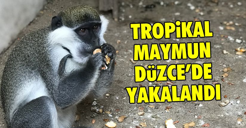 Yurda Kaçak Sokulan Maymun Koruma Altına Alındı