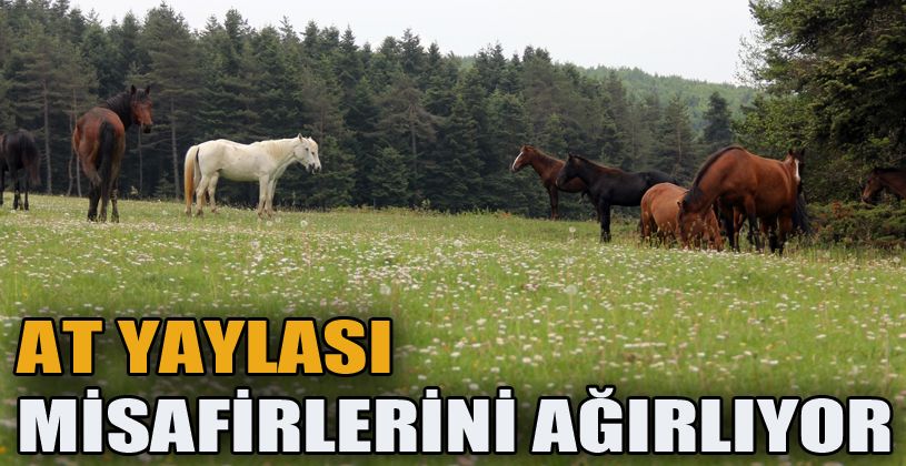 Yılkı Atları’nın evi At Yaylası’nda sonbahar güzelliği