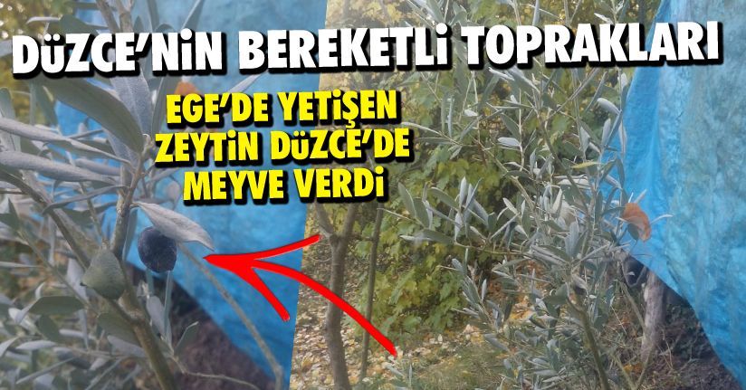 Düzce'de zeytin ağacı meyve verdi