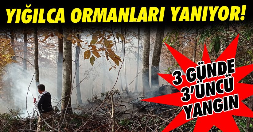 Yangında 7 dönümlük alan kül oldu