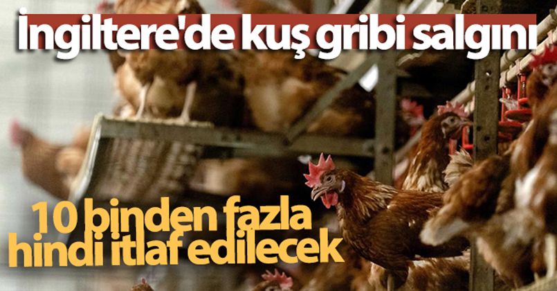 İngiltere'de kuş gribi salgını: 10 binden fazla hindi itlaf edilecek