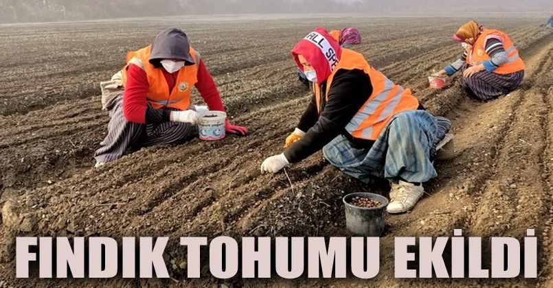 Bolu’da Türk Fındığı tohumu ekimleri devam ediyor