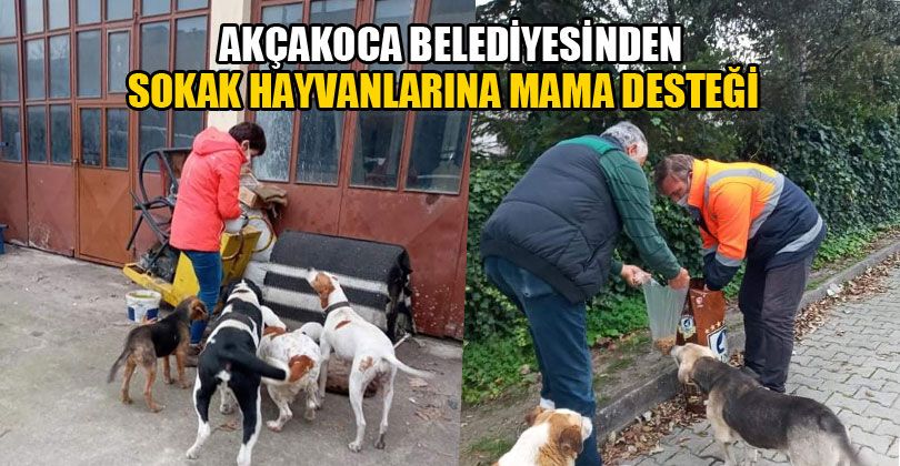 Belediyeden Kısıtlamada Sokak Hayvanlarına Mama Desteği   