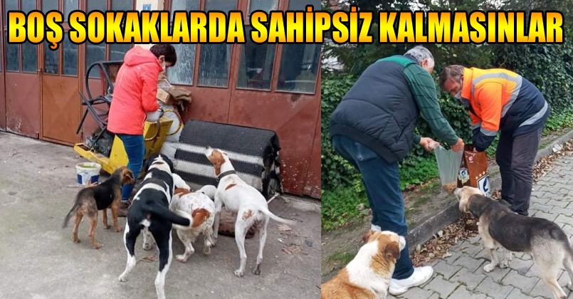 Akçakoca Belediyesinden sokak hayvanlarına mama desteği