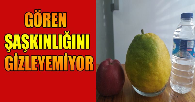 Yılın 12 ayı meyve veren ağaçta, kiloluk limonlar yetişiyor