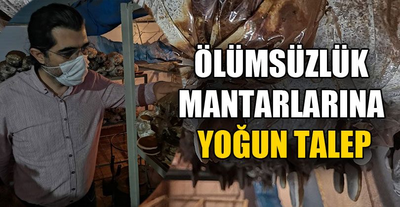 Ölümsüzlük Mantarlarına Yoğun Talep
