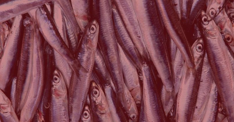 Karadeniz'de hamsi avı 10 gün yasaklandı
