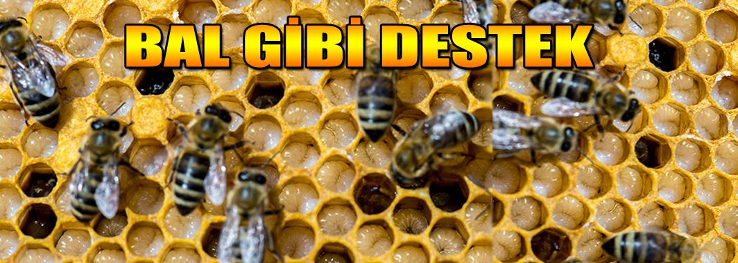 Arıcılara Hibe Desteği