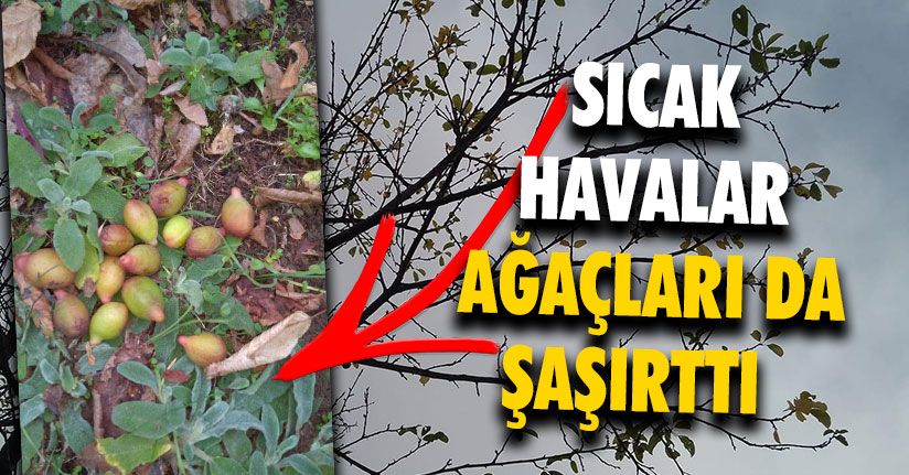 Havalar Sıcak Gidince Kışın Meyve Vermeye Başladı