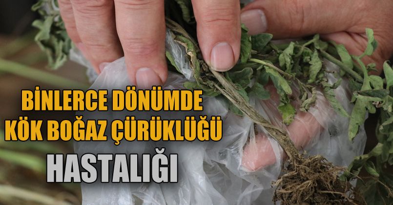 Bolu’da binlerce dönümlük tarım arazisinde kök boğaz çürüklüğü hastalığı