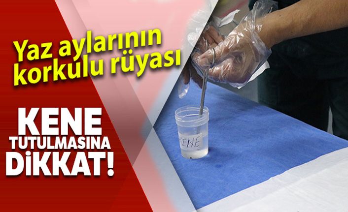 Yaz aylarının korkulu rüyası kene tutulmasına dikkat