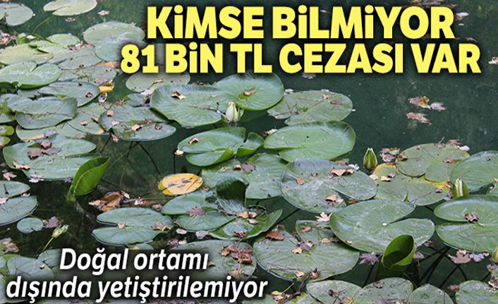 Doğal ortamında büyüyor, tohumla üretilemiyor ancak cezası olduğunu kimse bilmiyor