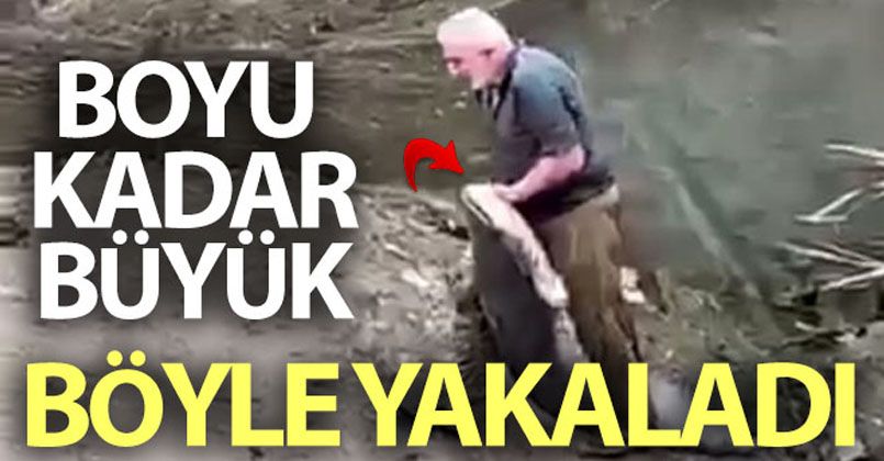 Yeşilırmak'ta boyu kadar balığı böyle yakaladı