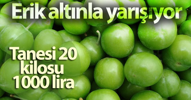 Erik altınla yarışıyor: Tanesi 20, kilosu 1000 lira
