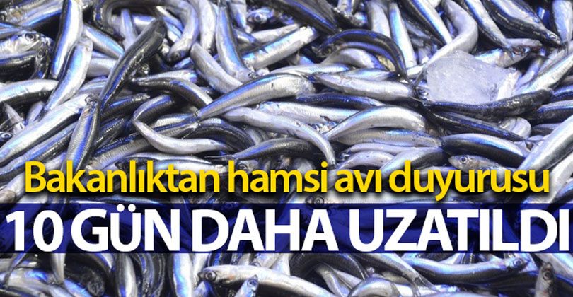 Hamsi Avı Yasağı 10 Gün Daha Uzatıldı