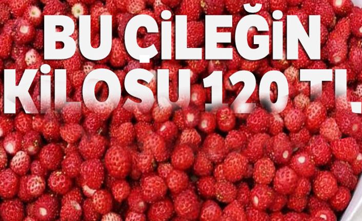 Bu çileğin kilosu 120 TL