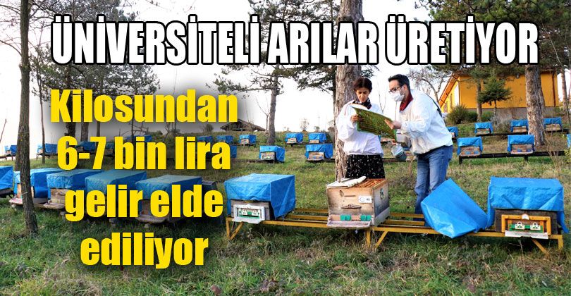 Üniversiteli Arılar Üretiyor