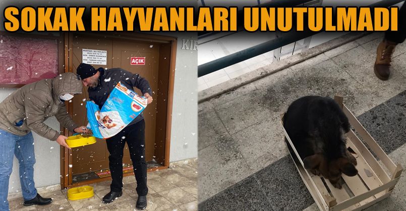 Sokak Hayvanları Unutulmadı