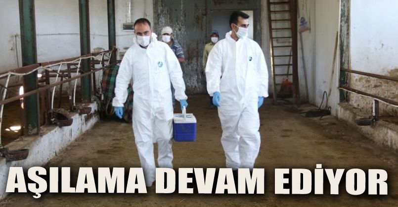 Düzce’de aşılama devam ediyor