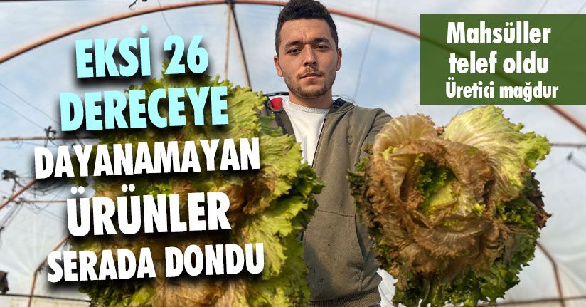 Çiftçilerin Mahsulleri Dondu