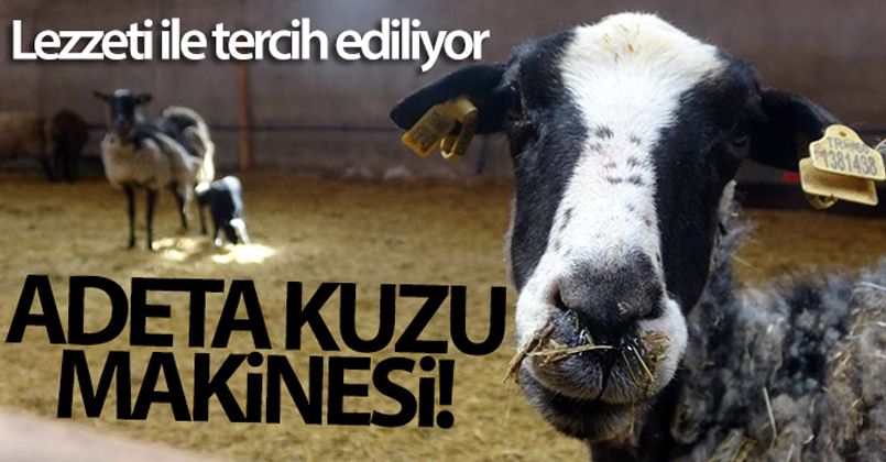Adeta ‘Kuzu Makinesi', lezzeti ile tercih ediliyor