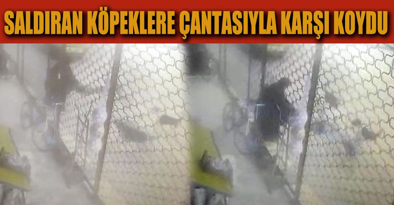 Sürü halinde dolaşan köpeklerin saldırısına çantasıyla direndi