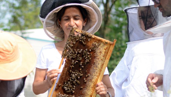 Arılardan gelen şifa: Propolis