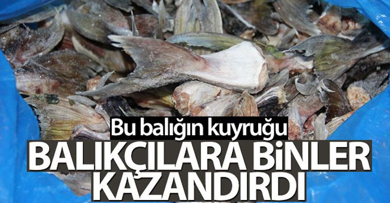 Bu balığın kuyruğu balıkçılara binler kazandırdı