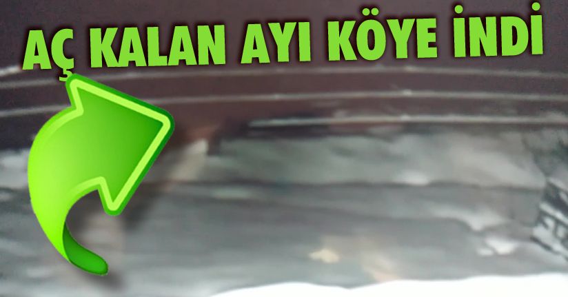 Aç kalan ayı bal yemliğine daldı