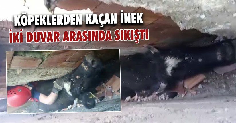 İtfaiye Ekiplerinin Müdahalesi İle İnek Kurtarıldı