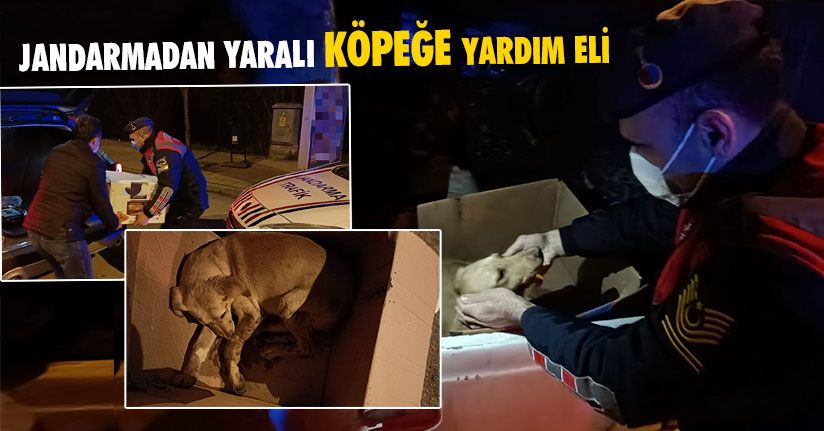 Jandarmadan Yaralı Köpeğe Yardım Eli