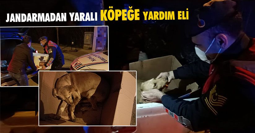 Jandarmadan Yaralı Köpeğe Yardım Eli  