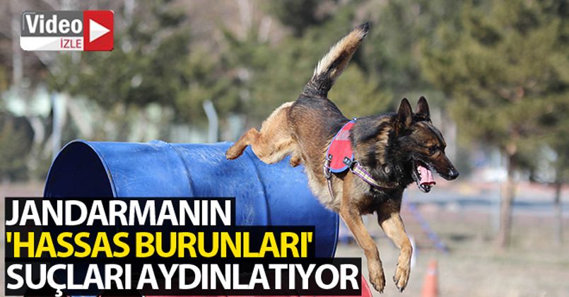 Jandarmanın 'hassas burunları' suçları aydınlatıyor