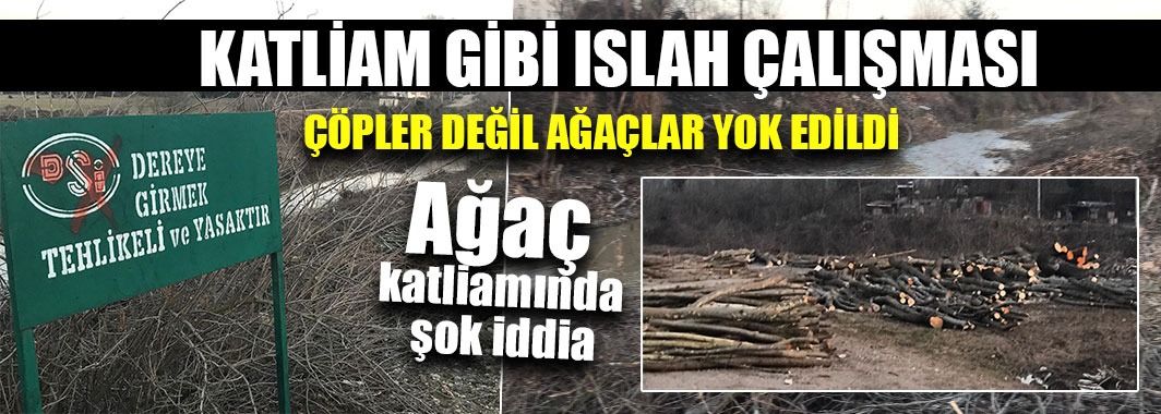 Onlarca Yıllık Ağaçlar Katliam Kurbanı