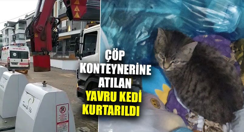 Çöp Konteynerine Atılan Yavru Kedi Kurtarıldı