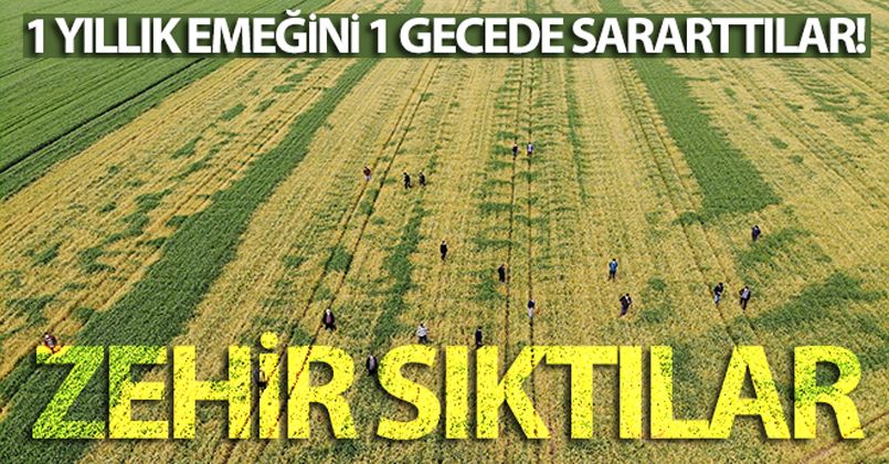 Buğday tarlasına zehir sıkılan çiftçinin bir yıllık emeğini bir gecede sararttılar