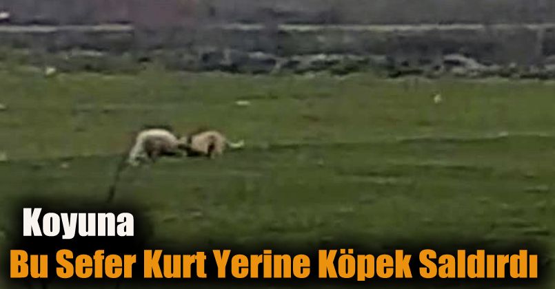 Koyuna bu sefer kurt yerine köpek saldırdı