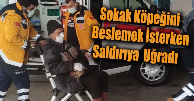 Sokak Köpeğine Yem Vermek İsterken Saldırıya Uğradı