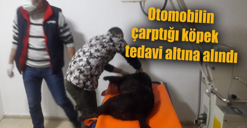 Otomobilin çarptığı köpek tedavi altına alındı