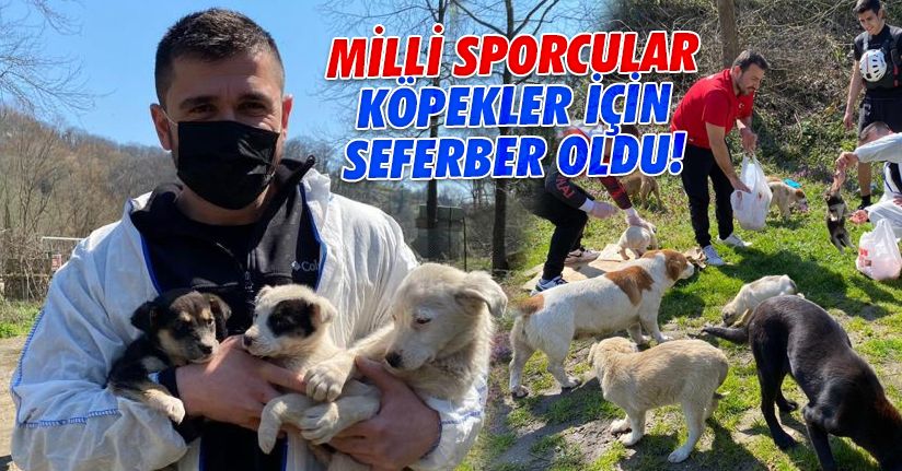 Milli sporcular sokak hayvanları için seferber oldu