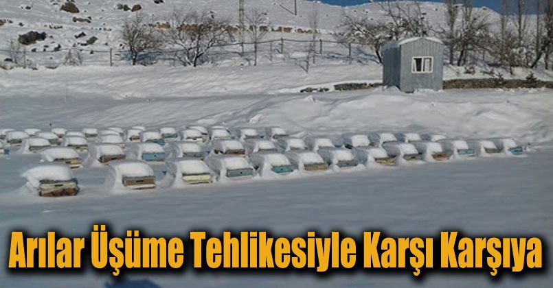 Arılar üşüme tehlikesiyle karşı karşıya
