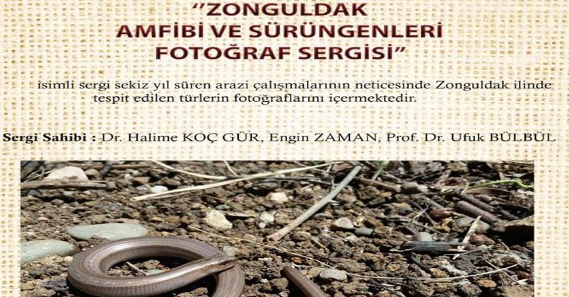 Zonguldak Amfibi ve Sürüngenleri sergisi açılacak