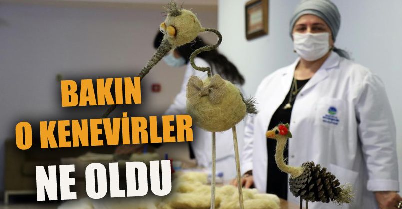 O kenevirler büyüdü, bakın ne oldu