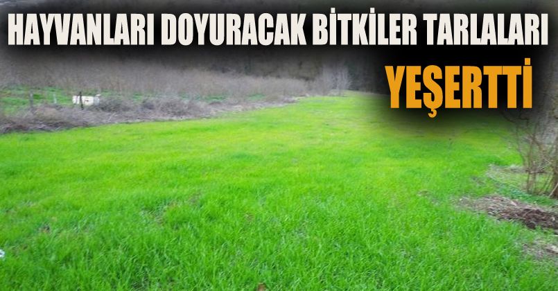 Hayvanları doyuracak bitkiler tarlaları yeşertti