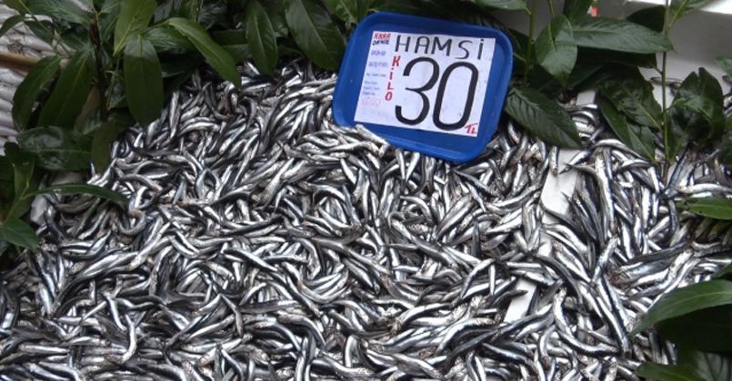 Hamsinin tezgahlarda son demleri: Kilosu 30 TL