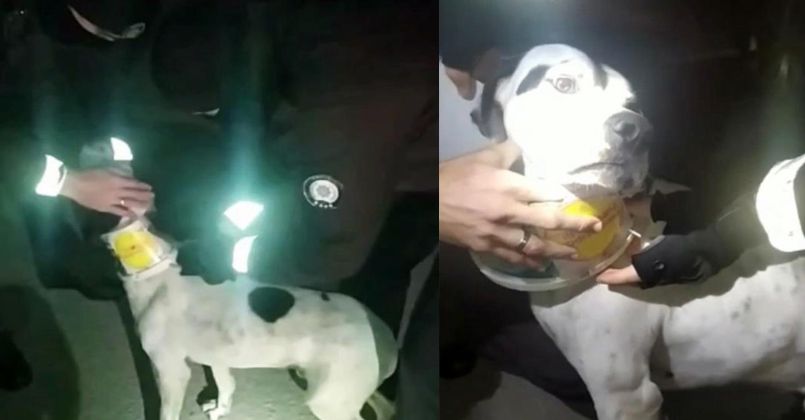 Boynuna kelepçe ile teneke bağlanan köpeğin yardımına bekçiler koştu