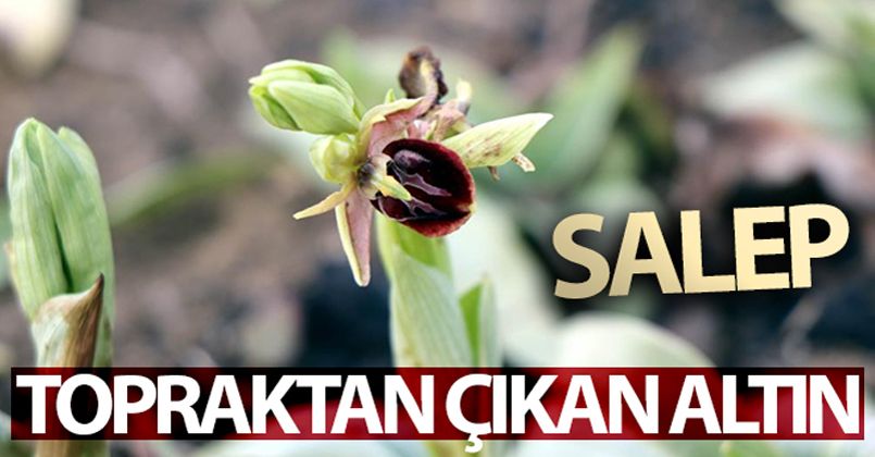 Topraktan çıkan altın: “Salep”