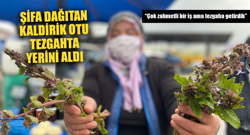 Şifa Dağıtan Kaldirik Otu Tezgahta Yerini Aldı