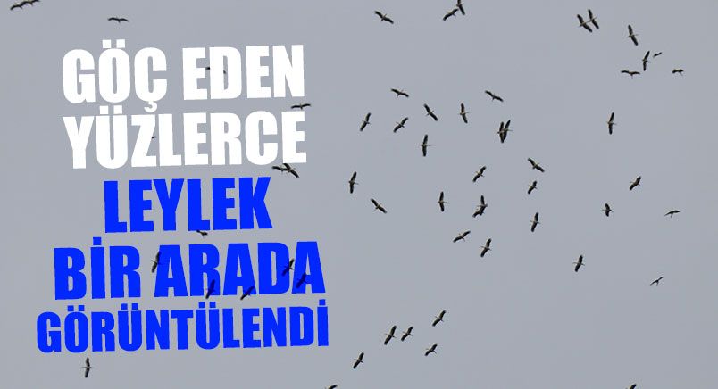 Göç Eden Yüzlerce Leylek Bir Arada Görüntülendi