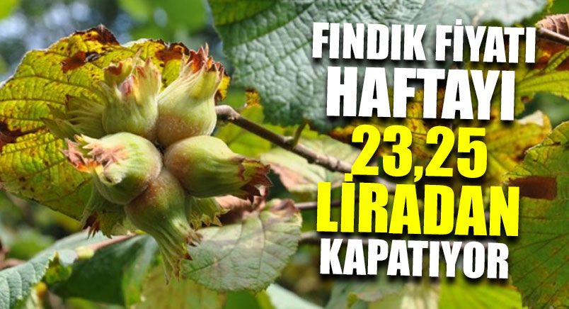 Fındık Fiyatı Haftayı 23,25 Liradan Kapatıyor